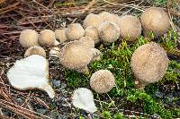 Lycoperdon pyriforme image