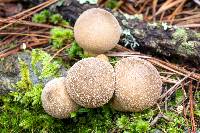 Lycoperdon pyriforme image