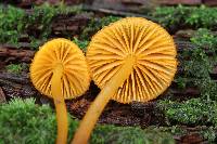 Mycena leaiana image