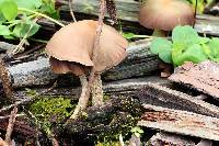 Psilocybe zapotecorum image