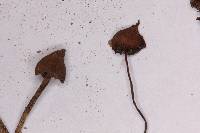 Psilocybe hoogshagenii image