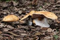 Agaricus augustus image