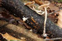 Psilocybe caerulipes image