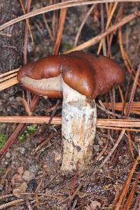 Psilocybe muliercula image