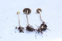 Psilocybe aztecorum image