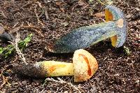 Boletus subvelutipes image