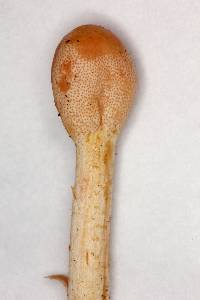 Ophiocordyceps gracilis image