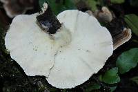 Trametes versicolor image