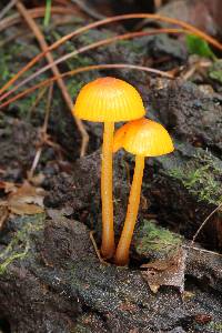 Mycena leaiana image