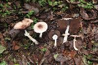 Agaricus subrutilescens image