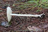 Amanita bisporigera image