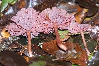 Laccaria amethystina image