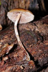 Psilocybe caerulipes image