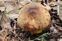 Boletus subvelutipes image