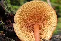 Gymnopilus picreus image