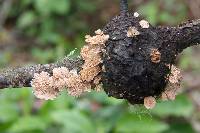 Schizophyllum commune image