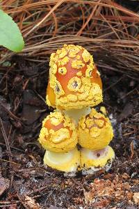 Amanita flavoconia var. inquinata image