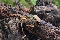 Psilocybe caerulipes image