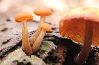 Gymnopilus picreus image