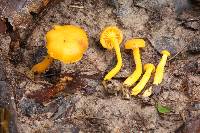 Cantharellus minor image