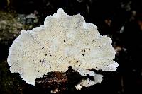 Trametes versicolor image