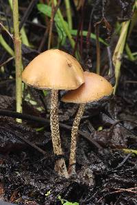 Psilocybe zapotecorum image