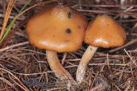 Psilocybe muliercula image