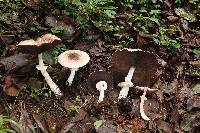 Agaricus subrutilescens image