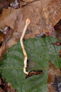 Ophiocordyceps gracilis image