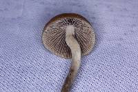 Psilocybe aztecorum image