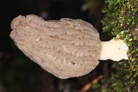 Morchella rufobrunnea image