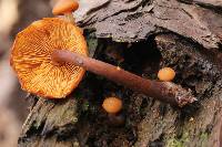 Gymnopilus picreus image