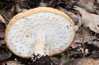 Agaricus augustus image