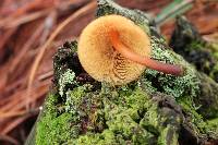 Gymnopilus picreus image