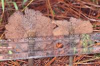 Inocybe calamistrata image