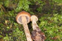 Psilocybe yungensis image