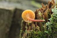 Xeromphalina campanella image