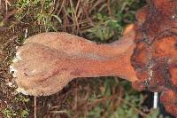 Gyromitra esculenta image