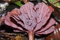 Laccaria amethystina image