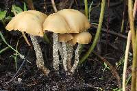 Psilocybe zapotecorum image