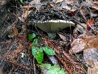 Russula brevipes image