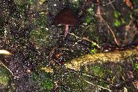 Psilocybe neoxalapensis image