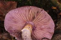 Cortinarius anomalus image