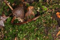 Psilocybe neoxalapensis image