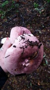 Russula cyanoxantha image