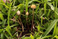 Psilocybe mexicana image