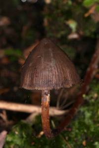 Psilocybe neoxalapensis image