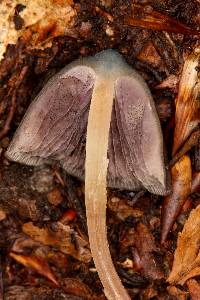 Psilocybe neoxalapensis image
