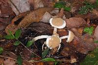 Asterophora lycoperdoides image