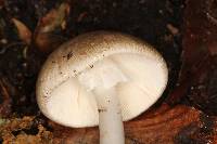 Amanita arocheae image